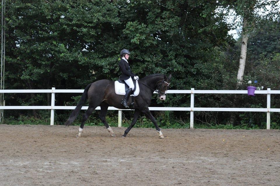 Tysk Varmblod A'kayzia billede 14