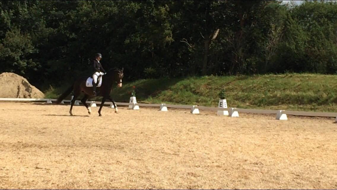 Tysk Varmblod A'kayzia billede 12