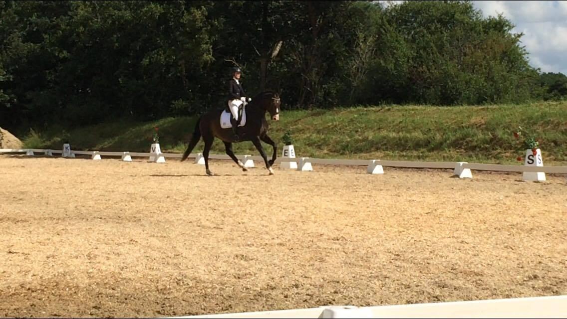 Tysk Varmblod A'kayzia billede 13