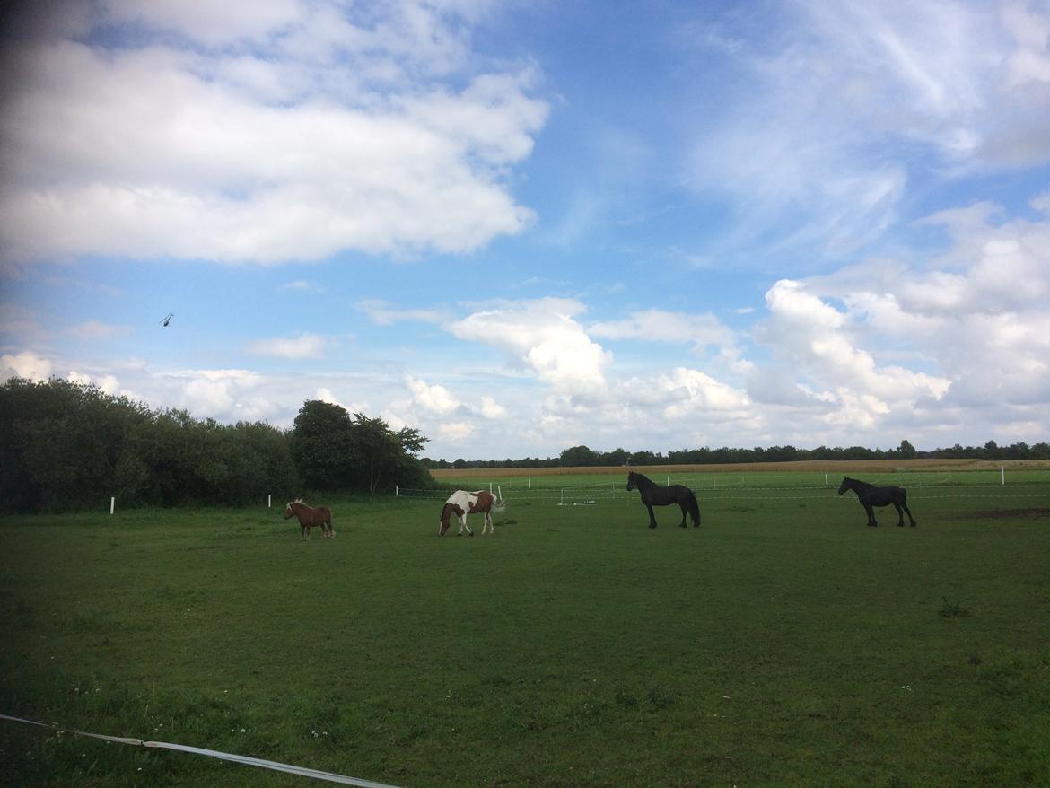 Anden særlig race Johnny Just For fun La cour (jolly) - ude på folden billede 4