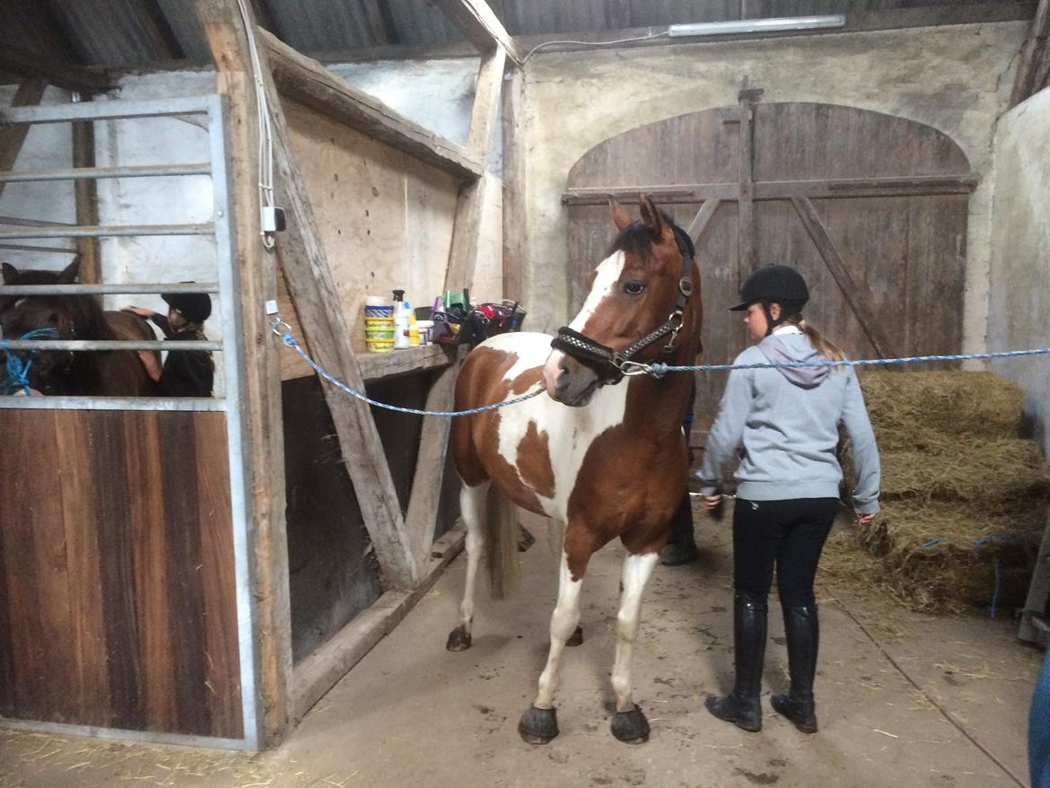 Anden særlig race Johnny Just For fun La cour (jolly) - på ridelejeren mig og Emma er ved at strigle ham billede 7