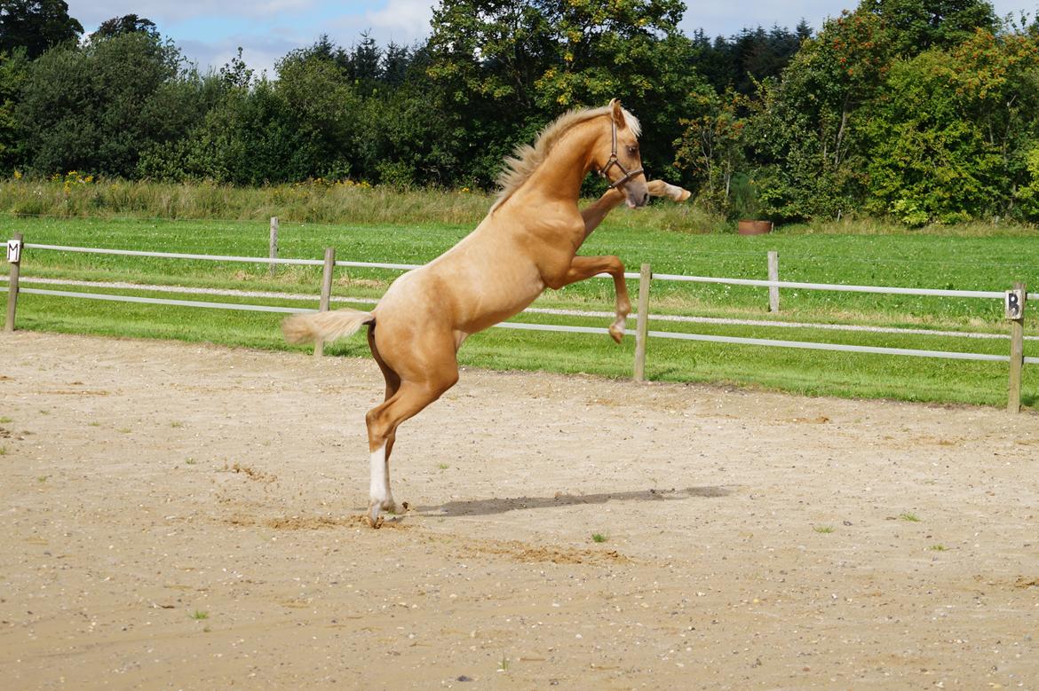 Palomino Hedegaards chrispy hit billede 7