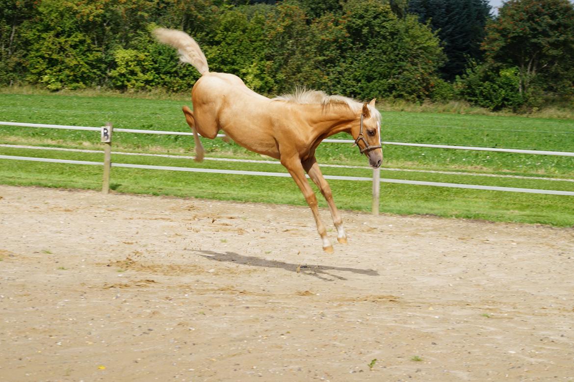 Palomino Hedegaards chrispy hit billede 8
