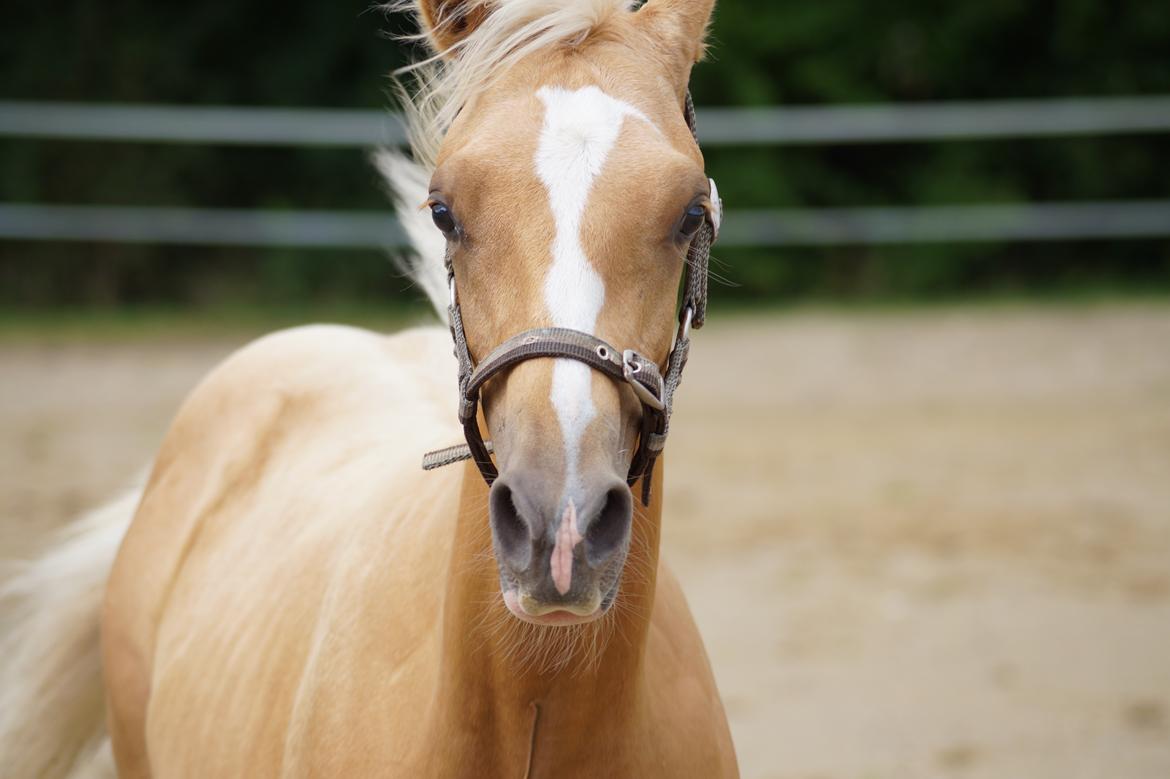 Palomino Hedegaards chrispy hit billede 1