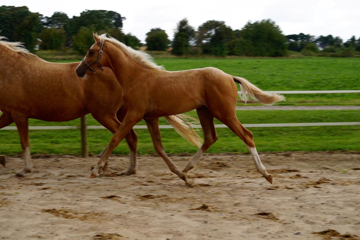 Palomino Hedegaards chrispy hit billede 9