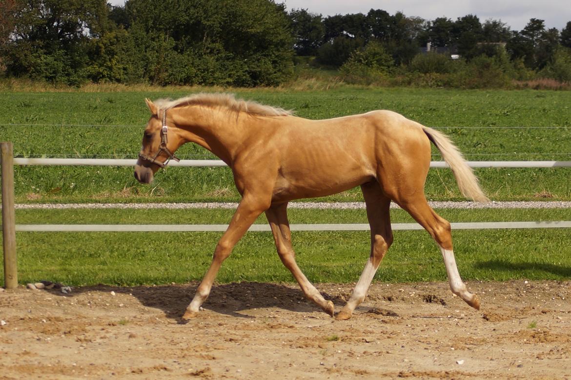 Palomino Hedegaards chrispy hit billede 11