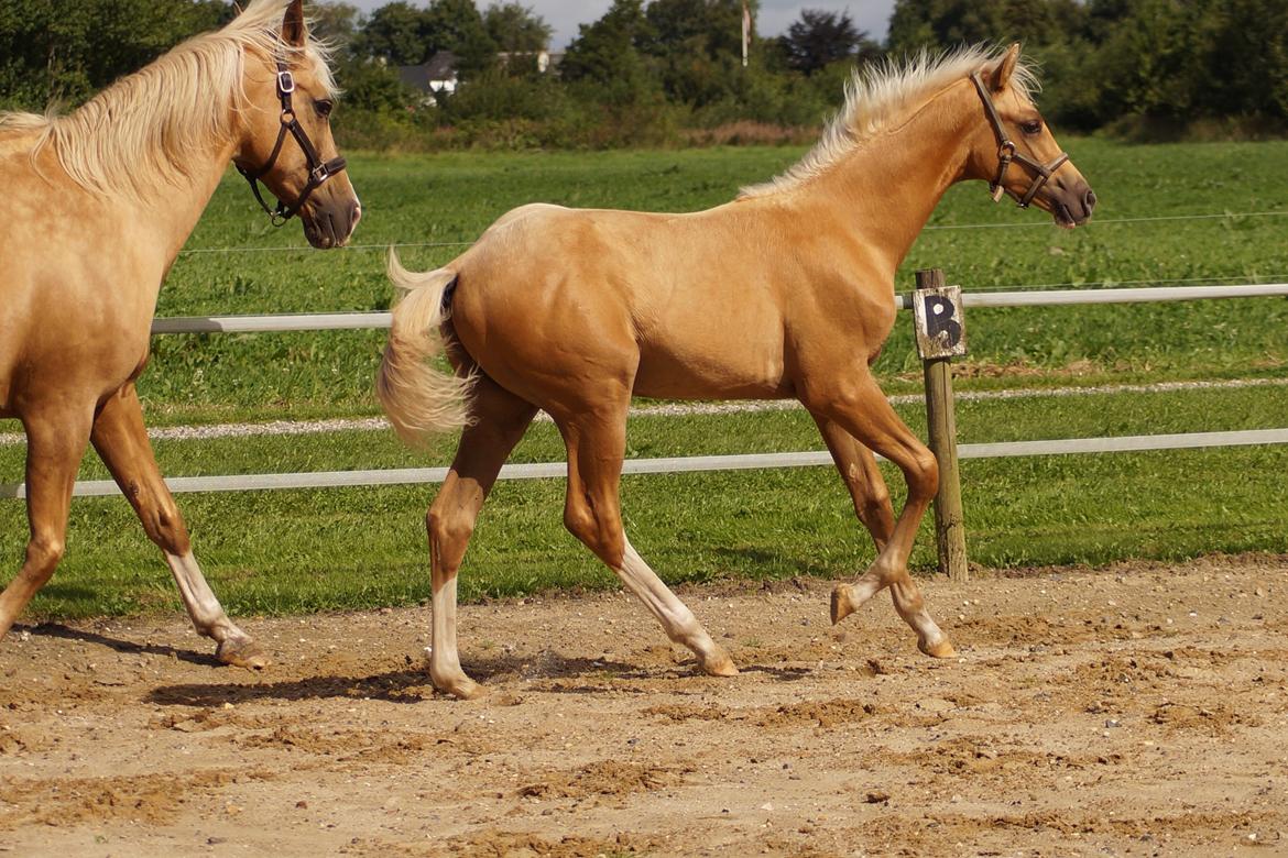 Palomino Hedegaards chrispy hit billede 12