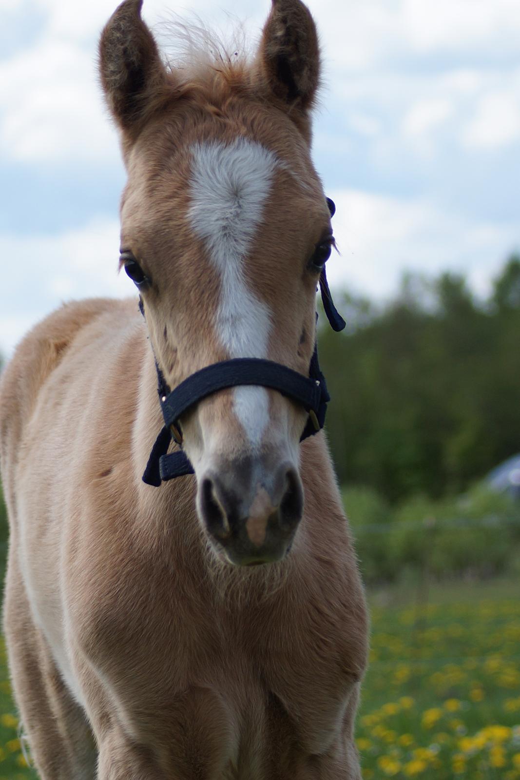 Palomino Hedegaards chrispy hit billede 14