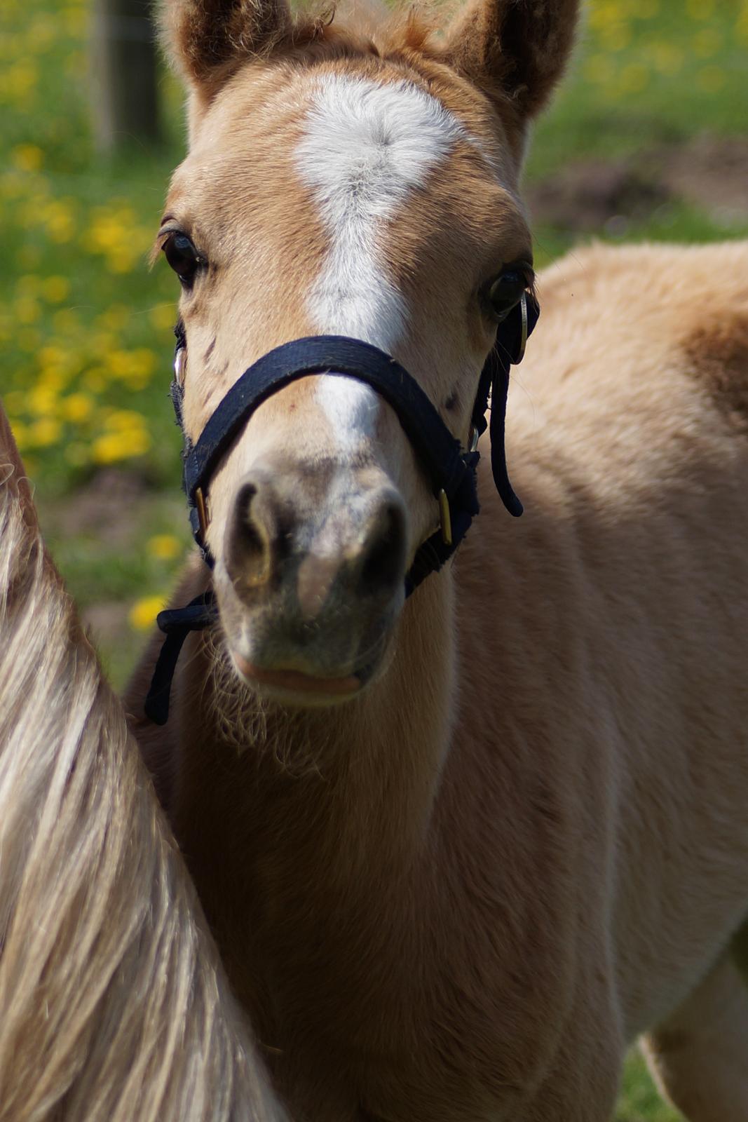 Palomino Hedegaards chrispy hit billede 15