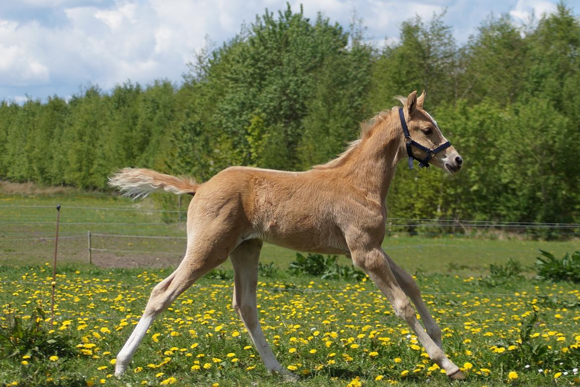 Palomino Hedegaards chrispy hit billede 16