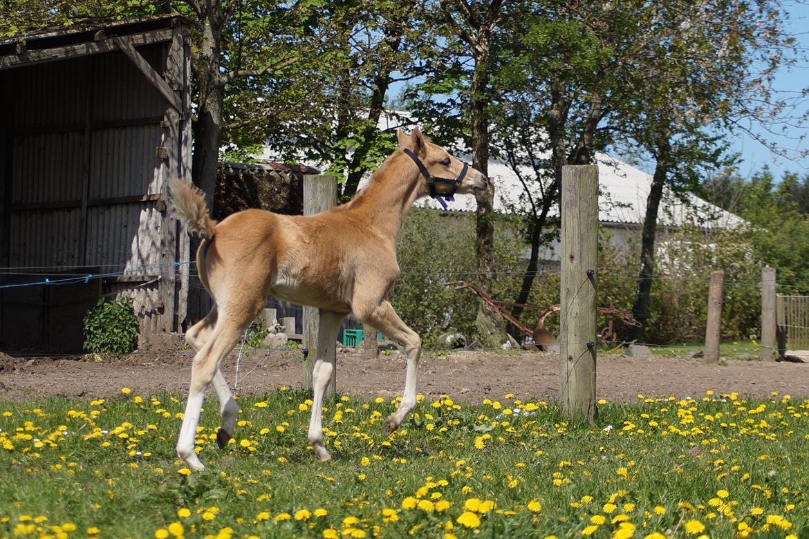 Palomino Hedegaards chrispy hit billede 17