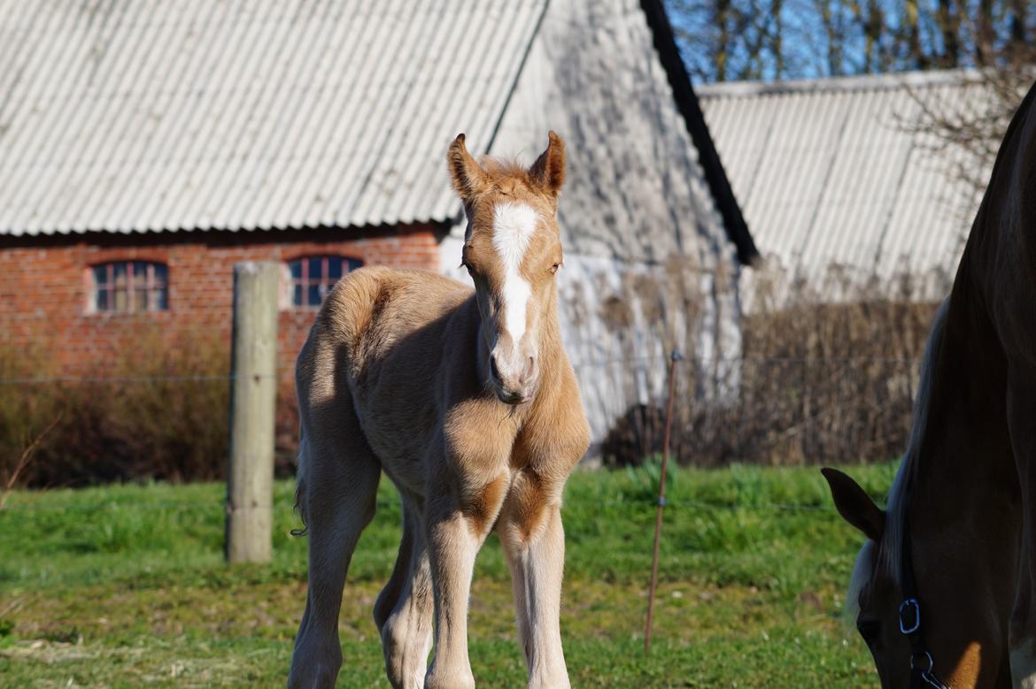 Palomino Hedegaards chrispy hit billede 13