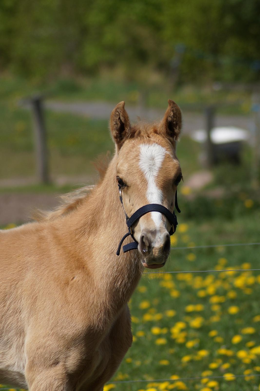 Palomino Hedegaards chrispy hit billede 19