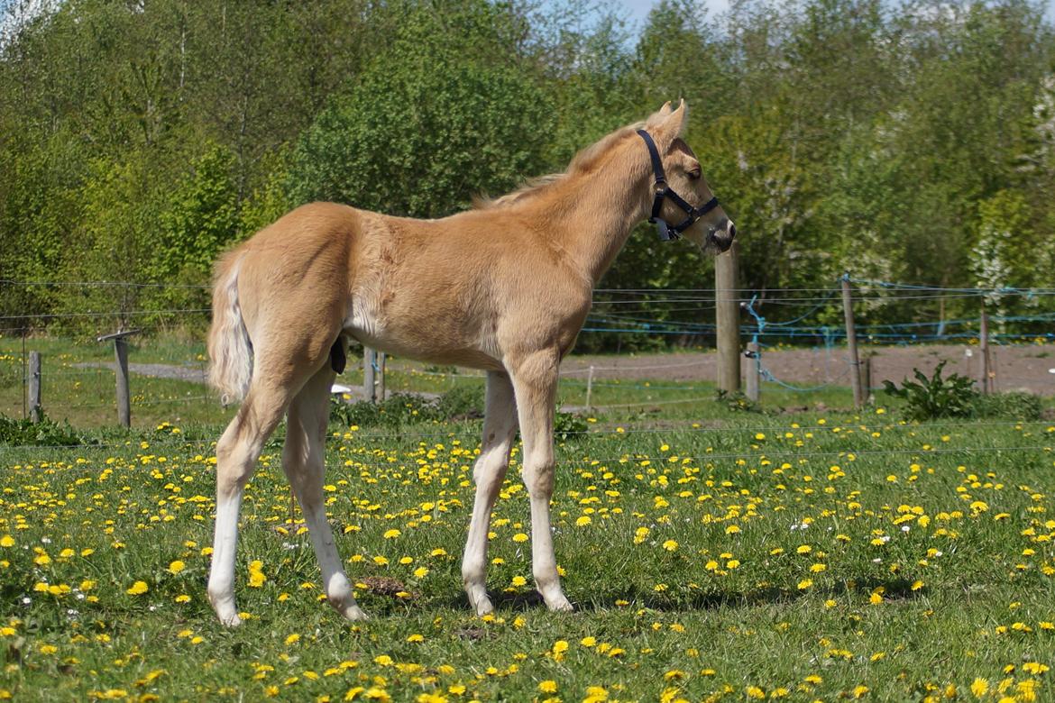 Palomino Hedegaards chrispy hit billede 18