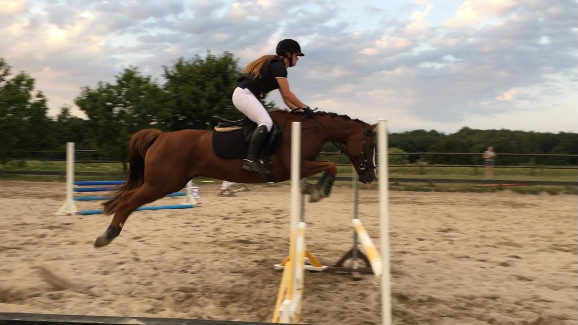 Pinto Hejninges Herkules billede 11