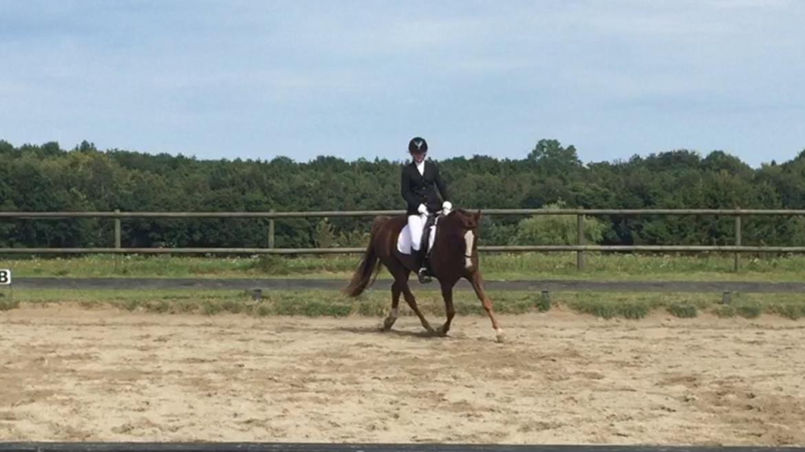 Pinto Hejninges Herkules billede 12