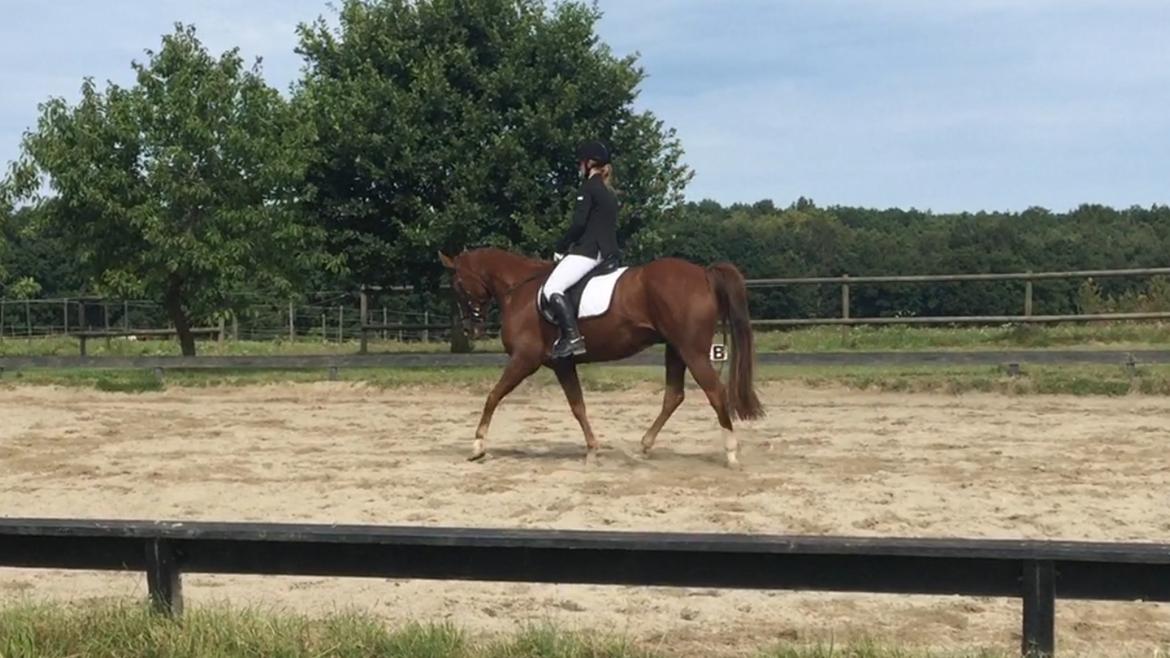 Pinto Hejninges Herkules billede 14