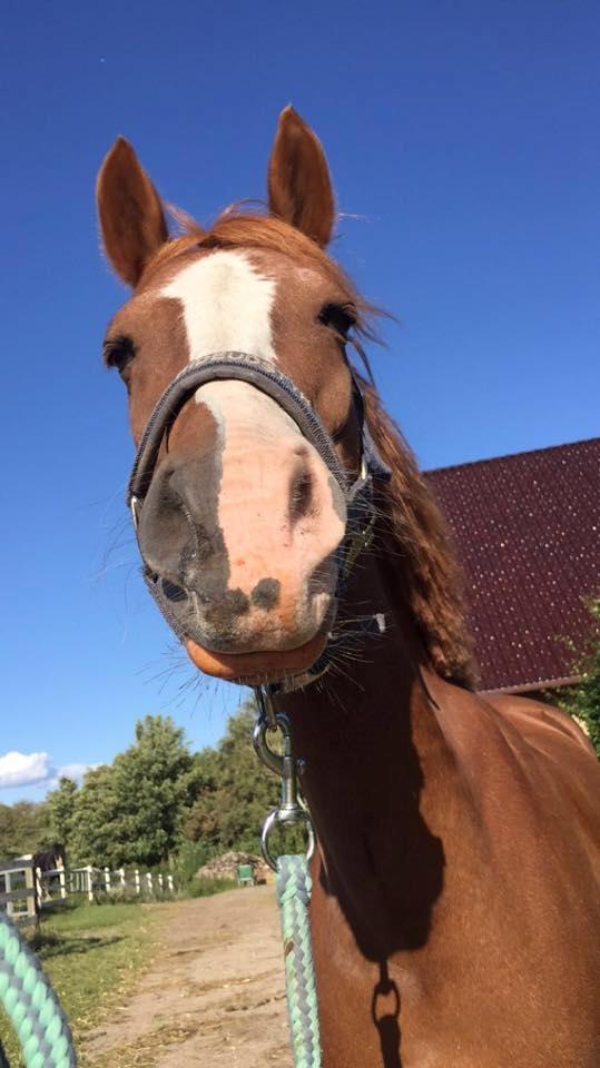 Anden særlig race Rødstjerne ( Chili)  billede 15