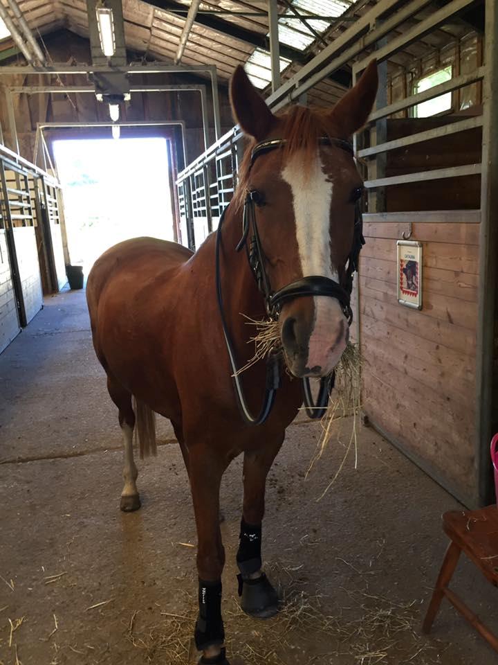 Anden særlig race Rødstjerne ( Chili)  billede 5