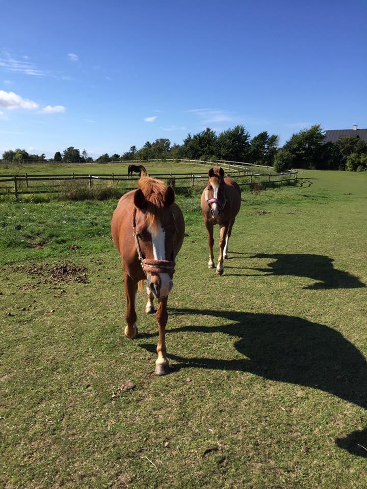Anden særlig race Rødstjerne ( Chili)  billede 7