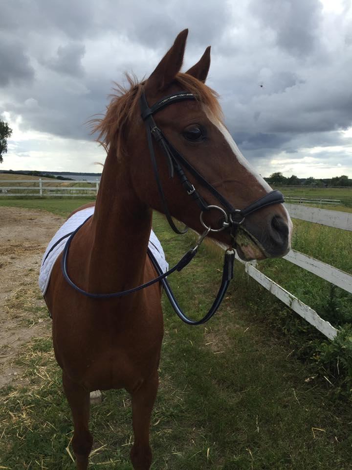 Anden særlig race Rødstjerne ( Chili)  billede 9