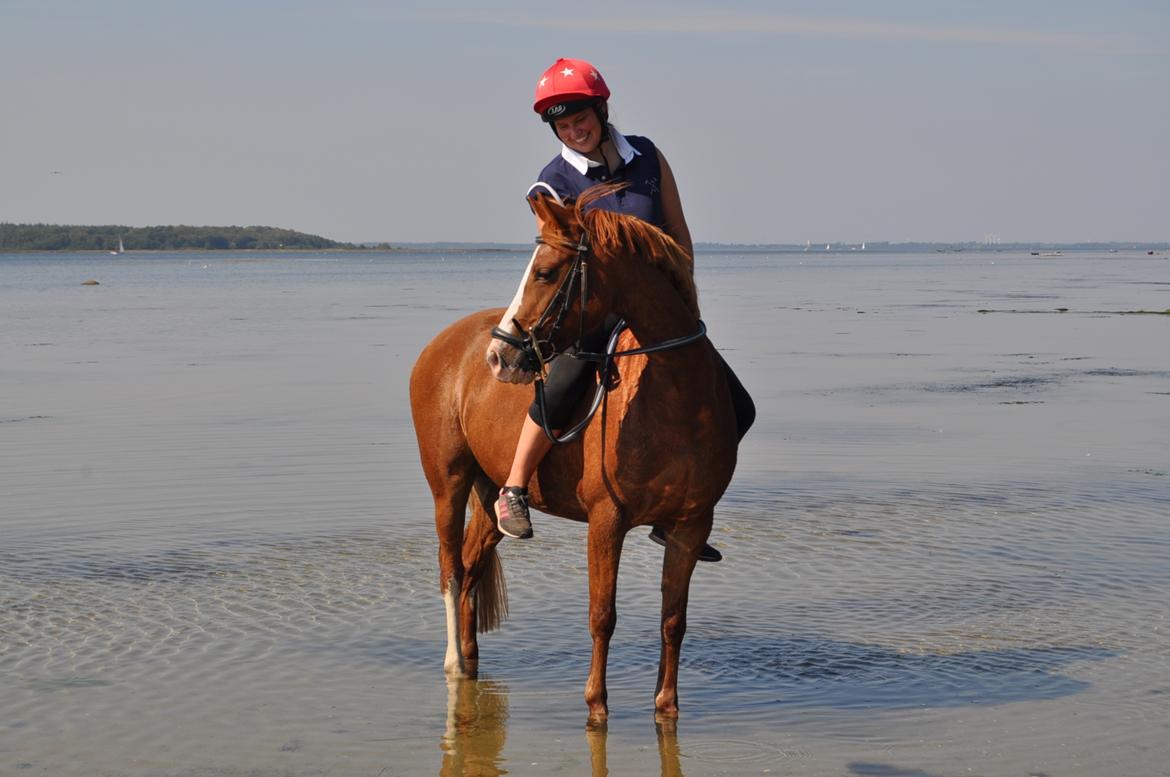 Anden særlig race Rødstjerne ( Chili)  billede 4