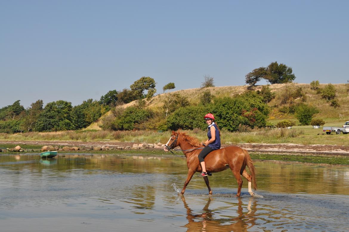 Anden særlig race Rødstjerne ( Chili)  billede 13