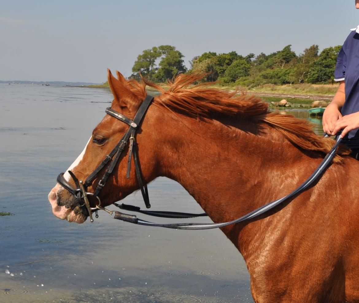 Anden særlig race Rødstjerne ( Chili)  billede 14