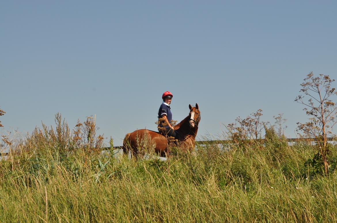 Anden særlig race Rødstjerne ( Chili)  billede 16