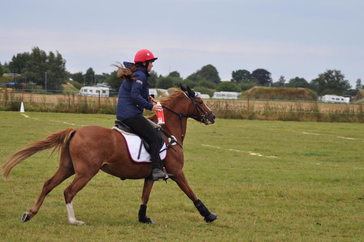 Anden særlig race Rødstjerne ( Chili)  billede 17