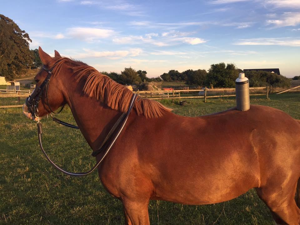 Anden særlig race Rødstjerne ( Chili)  billede 12