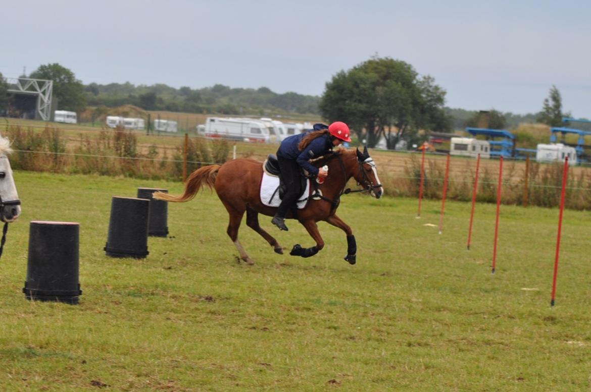 Anden særlig race Rødstjerne ( Chili)  billede 19