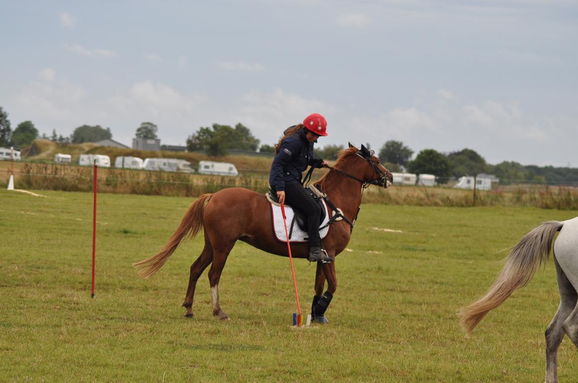 Anden særlig race Rødstjerne ( Chili)  billede 21