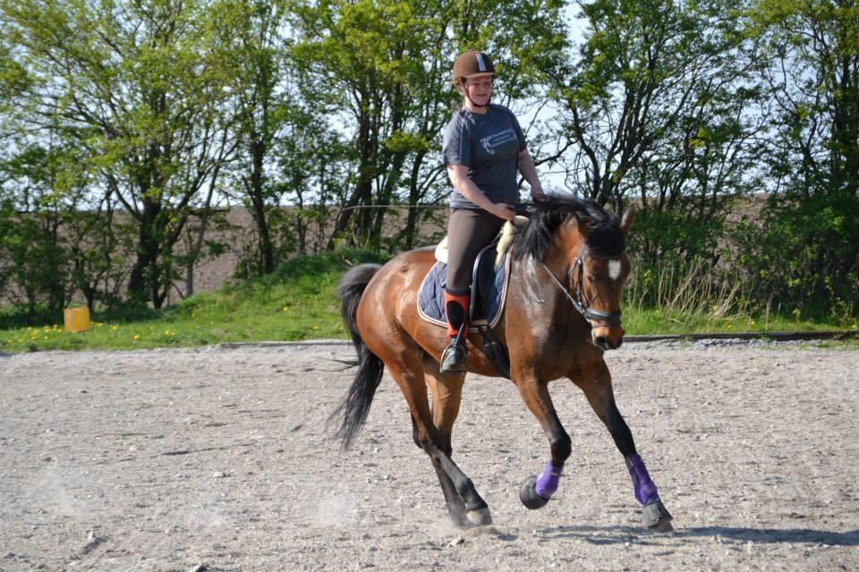 Dansk Varmblod Solejs Cha-Wil    Rip 04.06.19 billede 5