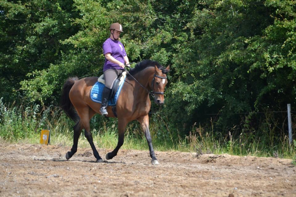 Dansk Varmblod Solejs Cha-Wil    Rip 04.06.19 billede 7