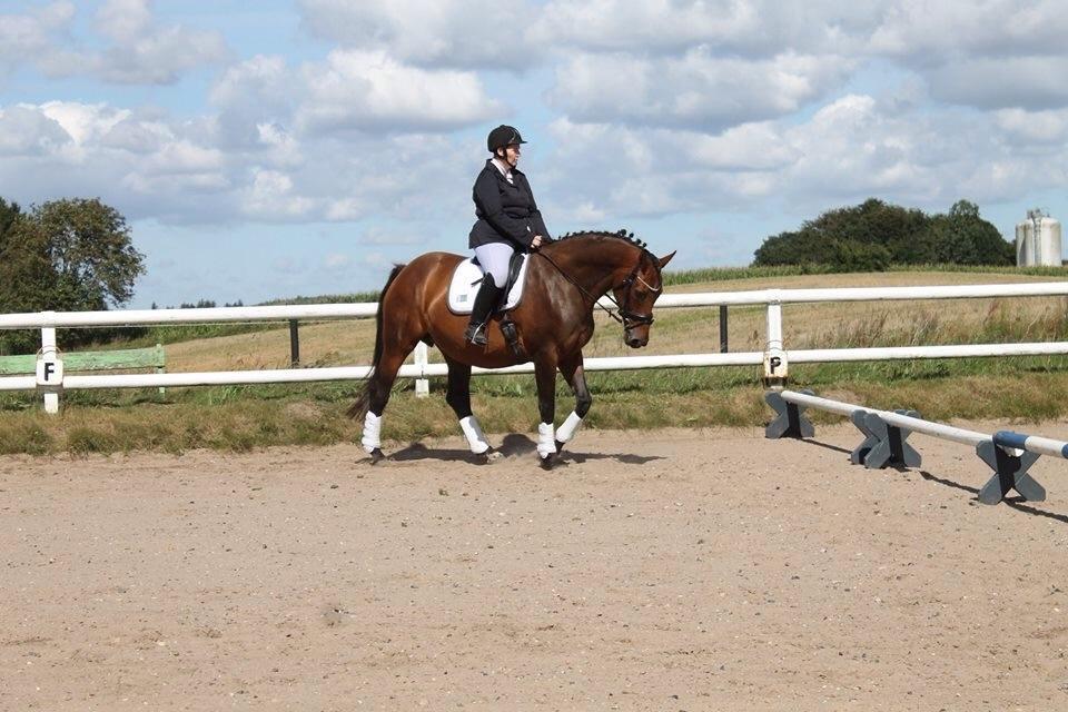 Hollandsk Varmblod Vuurpijl (Vega) billede 17