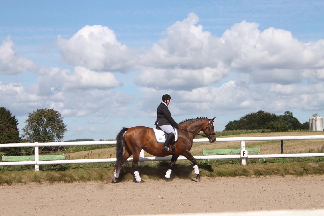 Hollandsk Varmblod Vuurpijl (Vega) billede 16