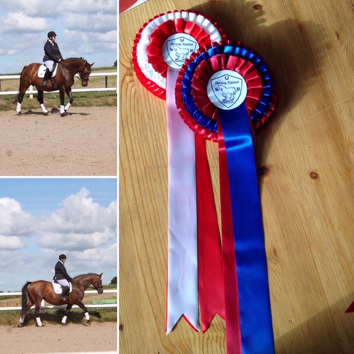 Hollandsk Varmblod Vuurpijl (Vega) billede 23