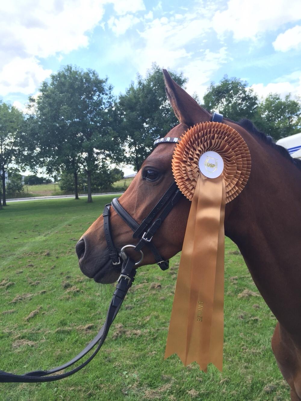 Welsh Partbred (Sec F) Petrasmindes Cirkeline billede 16