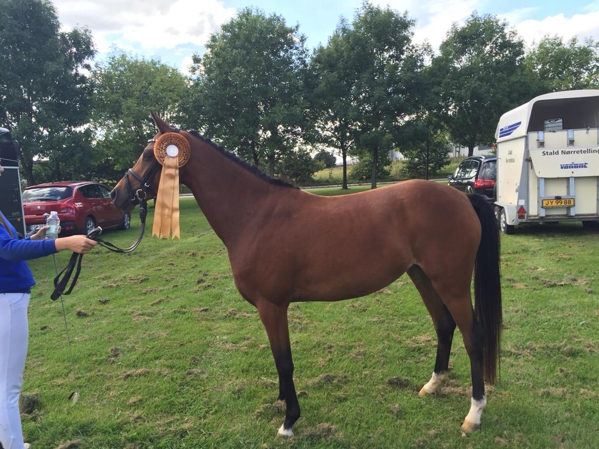 Welsh Partbred (Sec F) Petrasmindes Cirkeline billede 15