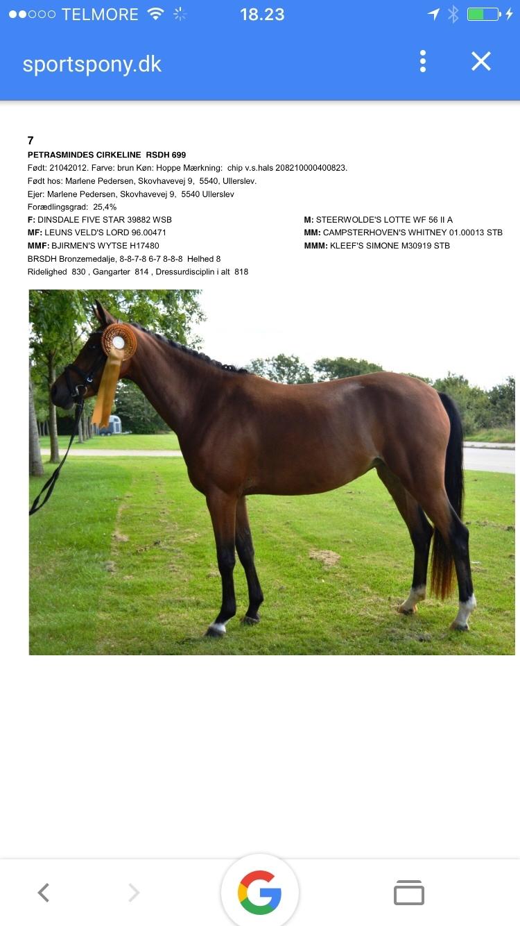 Welsh Partbred (Sec F) Petrasmindes Cirkeline billede 17