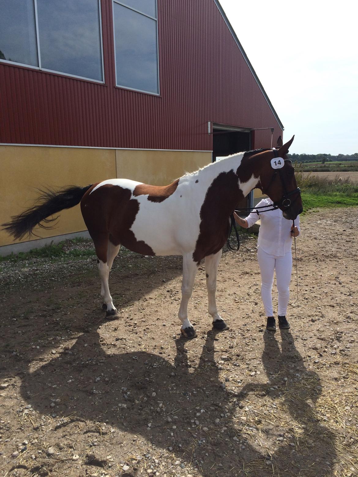 Pinto Spirit of sapana billede 16
