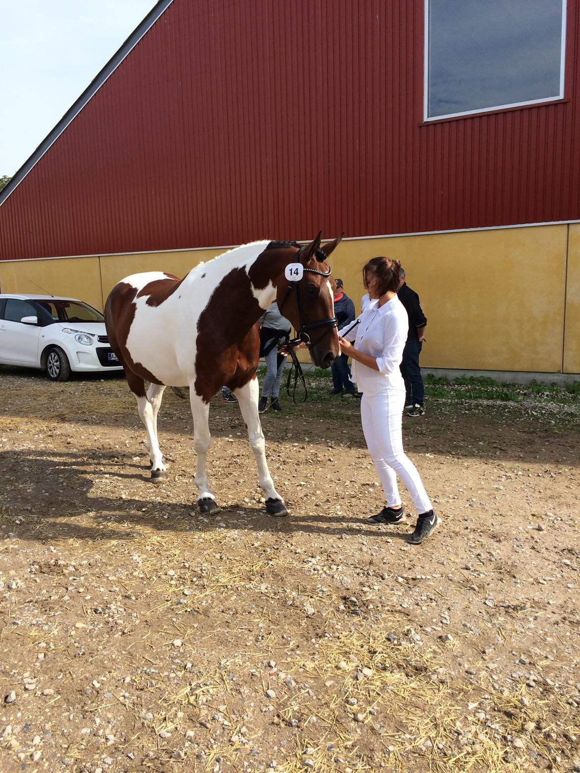 Pinto Spirit of sapana billede 17