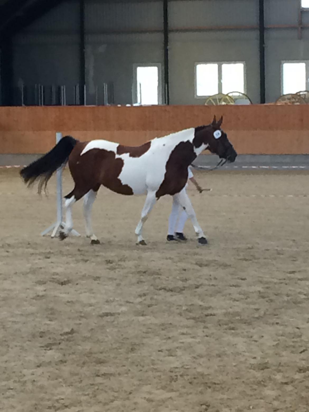 Pinto Spirit of sapana billede 18