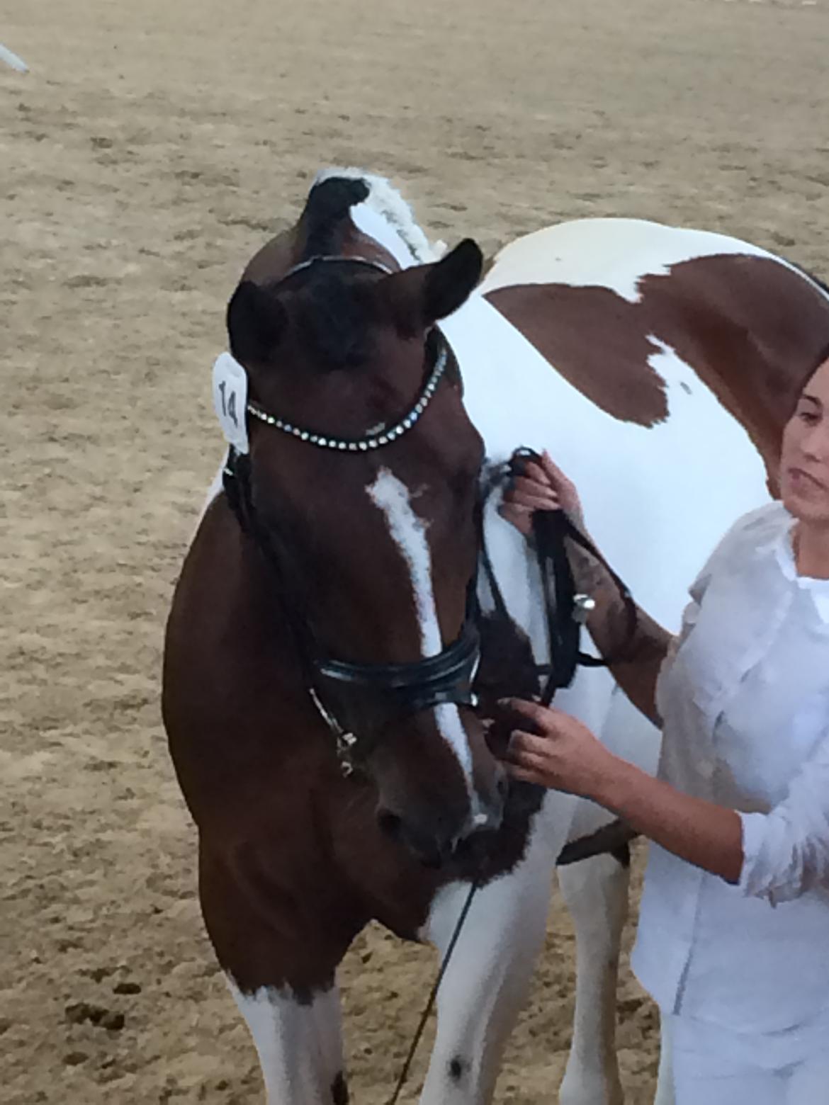 Pinto Spirit of sapana billede 19