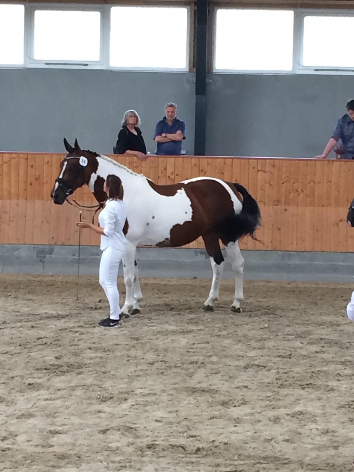 Pinto Spirit of sapana billede 20