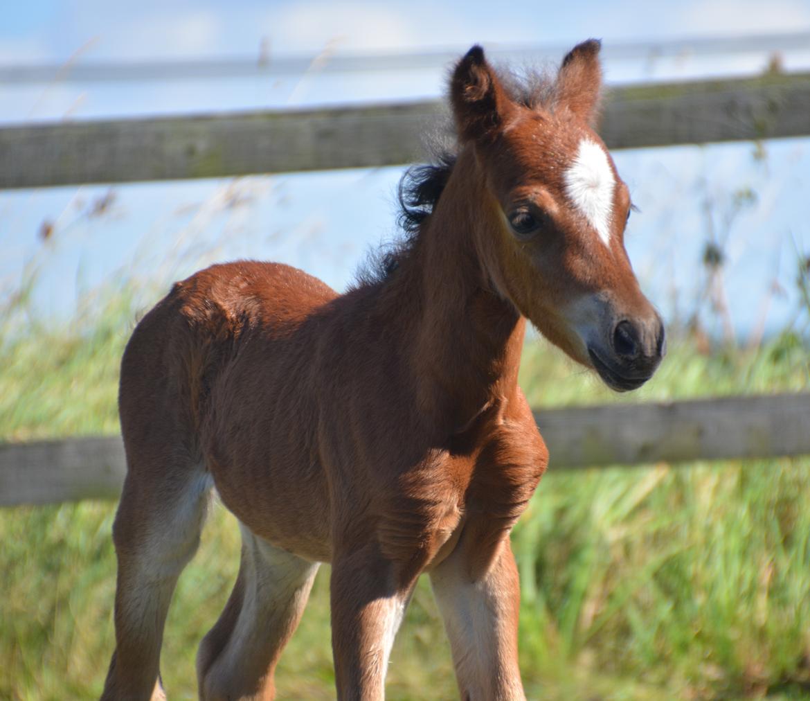 Welsh Mountain (sec A) Devino L billede 1