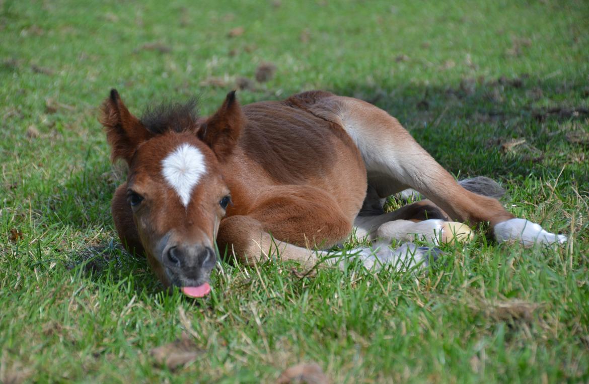 Welsh Mountain (sec A) Devino L billede 2