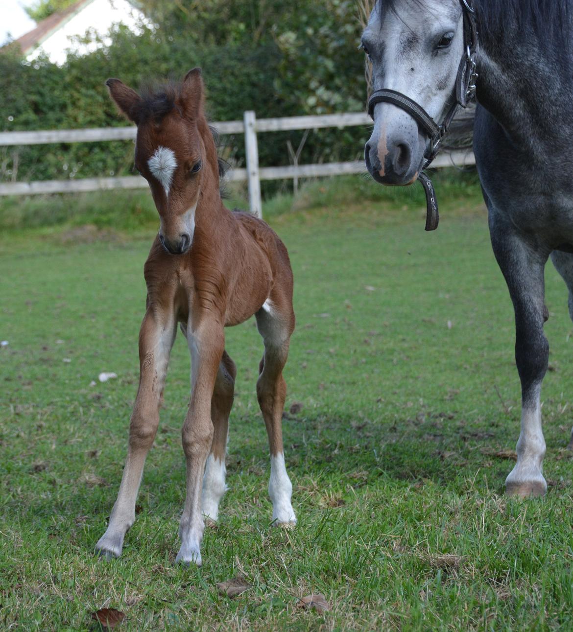 Welsh Mountain (sec A) Devino L billede 4