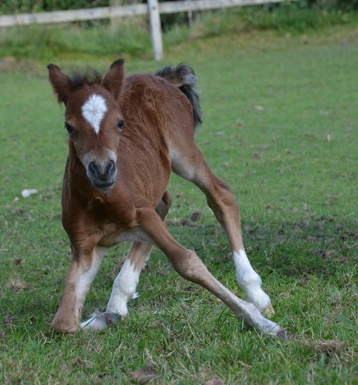 Welsh Mountain (sec A) Devino L billede 3